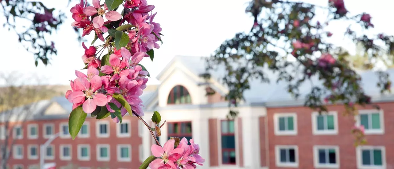 Spring flowers near dorm