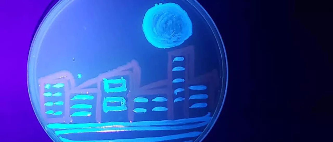 The moon over a city painted with fluorescent bacteris