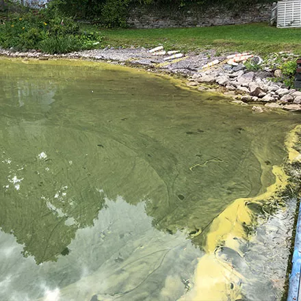 harmful algal blooms (HABs) 