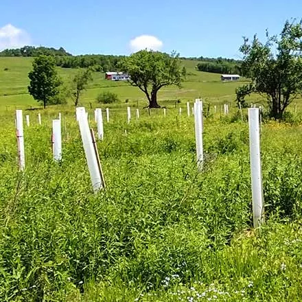 Trees planted to combat harmful algae bloom growth