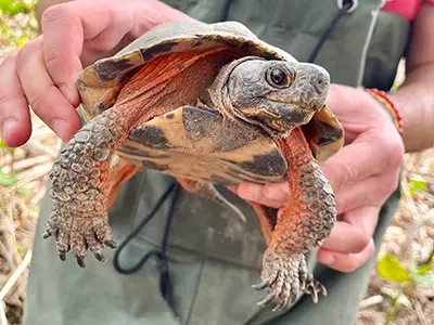 Habitat Selection of Wood Turtles