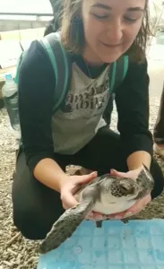 Student looking at the shell of a sea turtle in Japan.