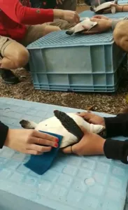 Students studying sea turtles in Japan.