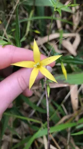 A beautiful yellow flower in Puerto Rico.