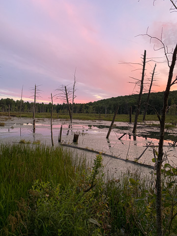 Photo of bog