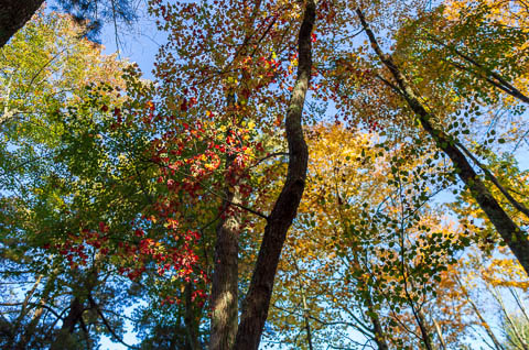 Fall foliage