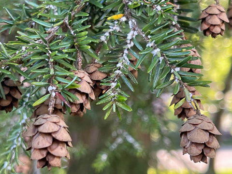 Photo of a Hemlock Tree infested with Wooly Adelgid